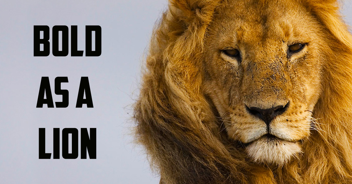 Bold-as-a-lion